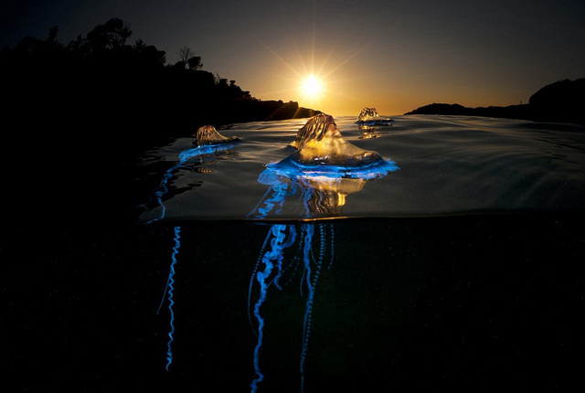 英国摄影师舍命拍摄海洋致命水母神秘光彩