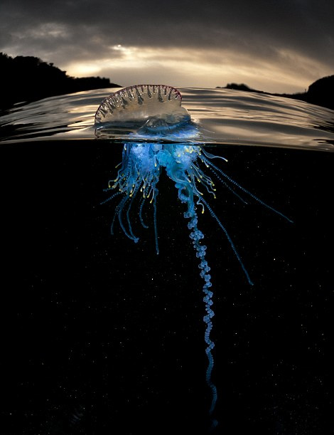 英国摄影师舍命拍摄海洋致命水母神秘光彩