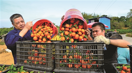 廣西桂平：發展柑橘類水果種植 打造特色水果扶貧産業