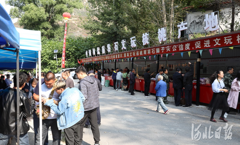 张家口涿鹿：小小南将石核桃 带动农民增收