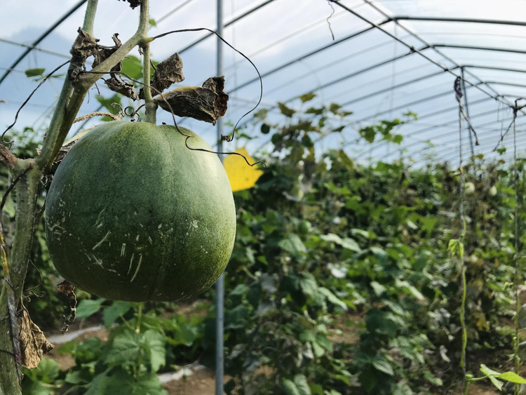 【中國夢·黃河情】探訪脫貧蝶變的王灣村：特色産業發展讓鄉親們走上致富路