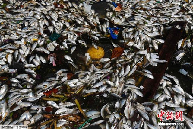 巴西瓜納巴拉灣現大量死魚 此地為2016奧帆賽場
