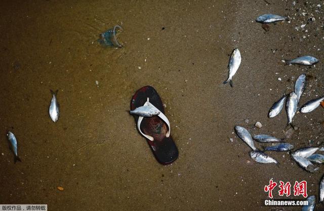 巴西瓜納巴拉灣現大量死魚 此地為2016奧帆賽場