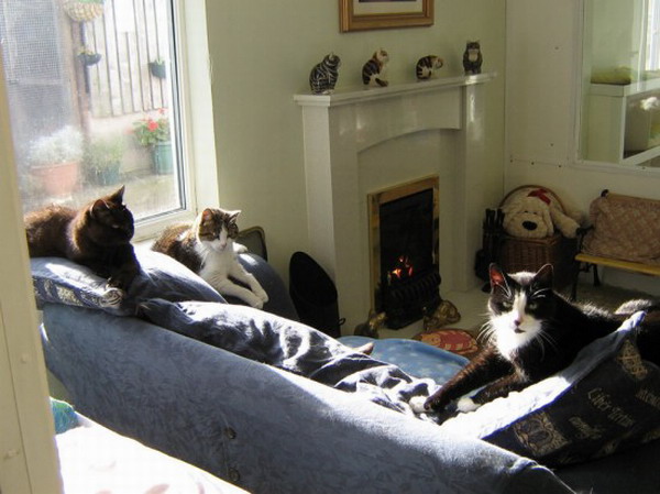 英国开全球首家猫咪养老院 80只老猫安享晚年