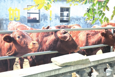 【河南好项目-图片（页面标题：红牛产业带动致富）】郏县：让红牛产业带动群众“牛”起来
