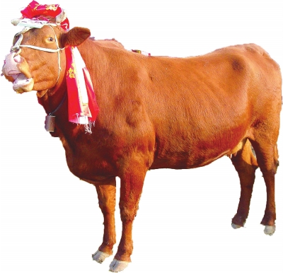 【河南好项目-图片（页面标题：红牛产业带动致富）】郏县：让红牛产业带动群众“牛”起来