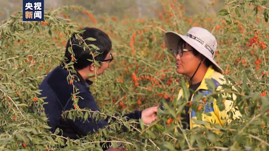 坐著高鐵看中國丨走近青藏鐵路 格爾木：小枸杞撐起戈壁綠洲