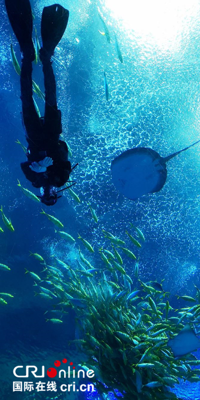 图片默认标题_fororder_透过巨型亚克力玻璃看珍稀海洋动物