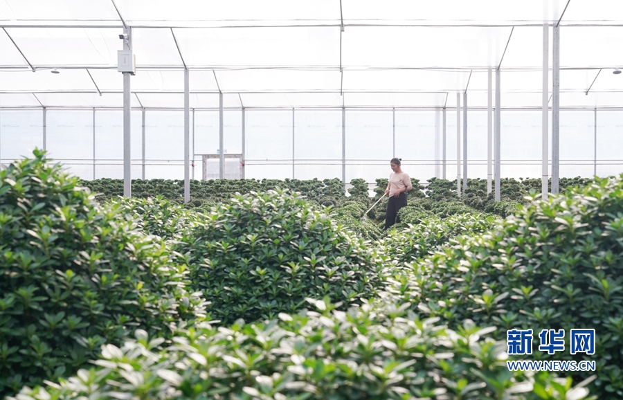 福建漳平：花木産業助農增收