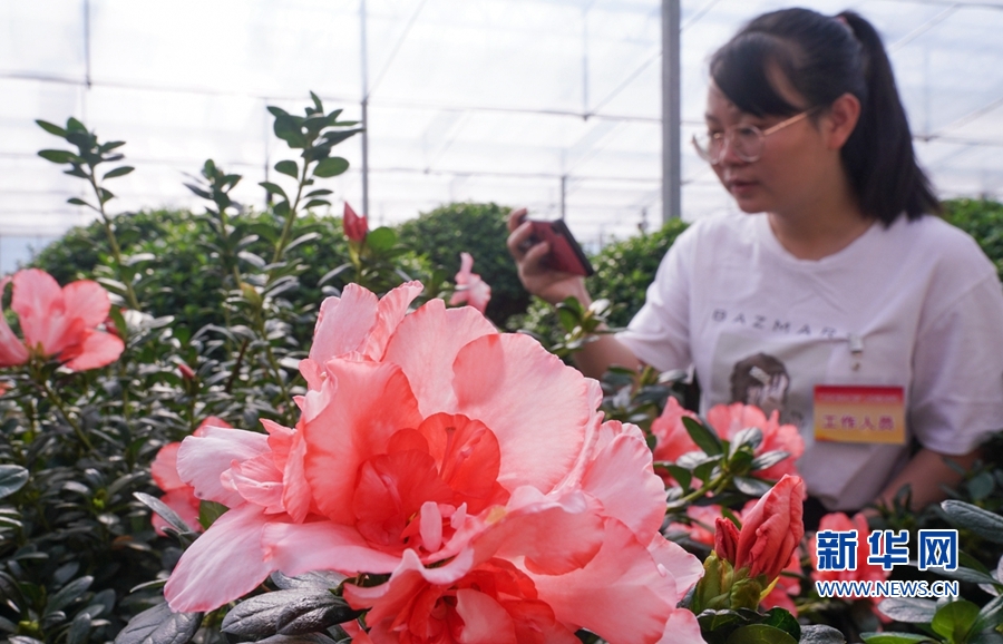 福建漳平：花木産業助農增收