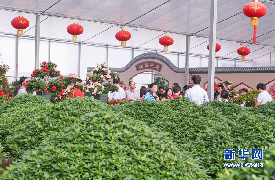 福建漳平：花木産業助農增收