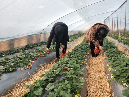 【河南供稿】平頂山市魯山縣瀼河鄉:大棚草莓紅了 貧困群眾笑了