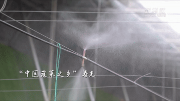 特殊之年，夏粮十七连丰、秋粮丰收在望……背后什么在起作用？