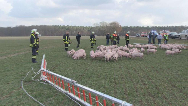 德国运输车发生事故侧翻 车上数百只猪崽逃跑