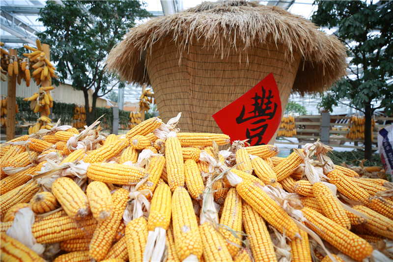 He'nan Province Holds the 2020 Chinese Peasants' Harvest Festival in Xijiangzhai Village, Xiangfu District, Kaifeng City_fororder_22