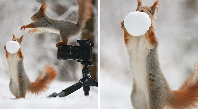 红松鼠变身“摄影师” 拍同伴玩雪球照片