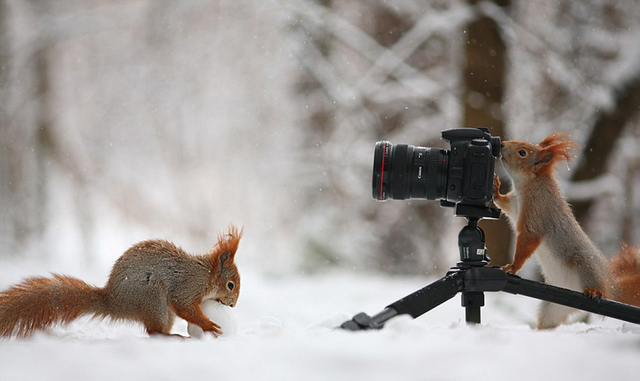 红松鼠变身“摄影师” 拍同伴玩雪球照片