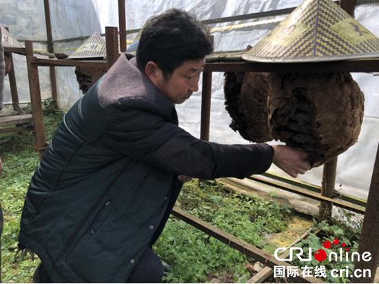 貴州紫雲：農民養蜂創財富