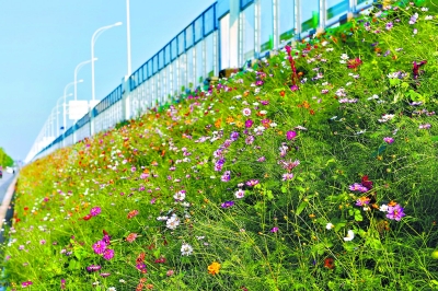 闲置用地变身百万平米花田花海