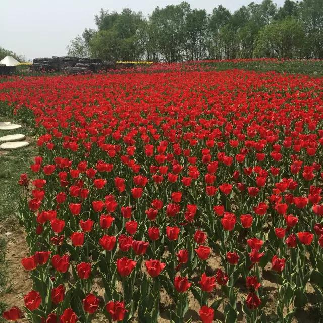 第九届中国花卉博览会五大辅展区