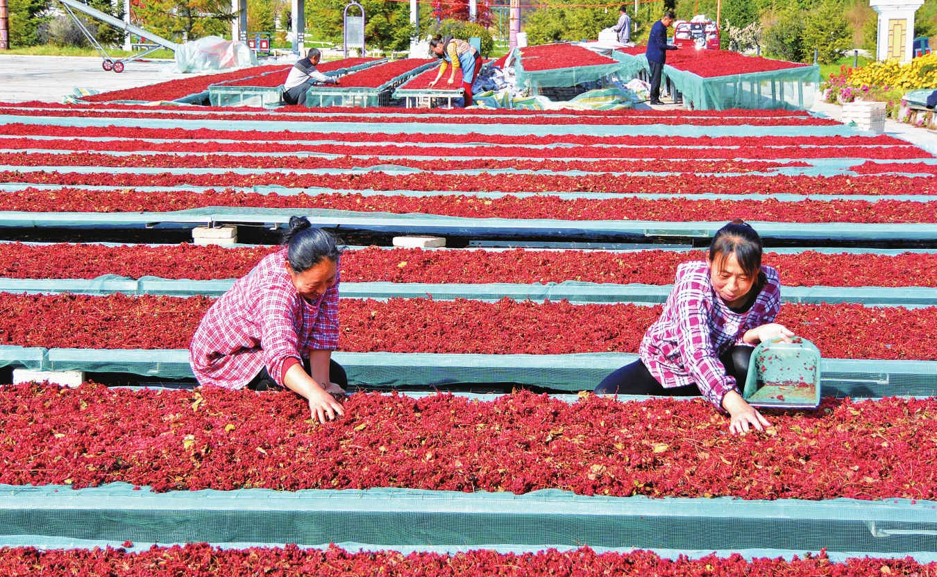 白山市：逐秋賞紅慶豐收