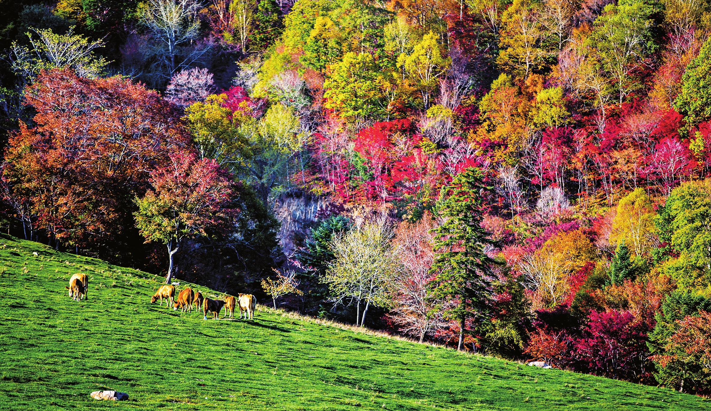 白山市：逐秋賞紅慶豐收