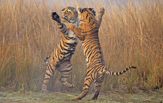 印度幼虎爪對爪訓練捕食技巧 如跳雙人舞