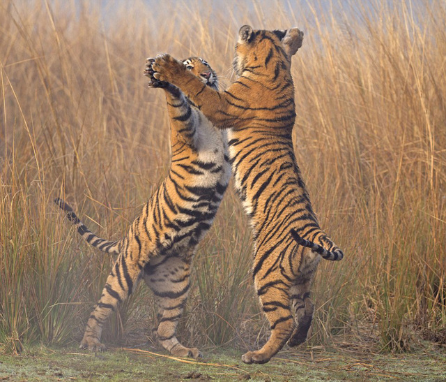 印度幼虎爪對爪訓練捕食技巧 如跳雙人舞
