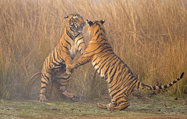 印度幼虎爪对爪训练捕食技巧 如跳双人舞