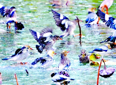 【游武汉 新体验】【景区动态】数百只丝光椋鸟留连东湖绿道