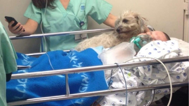 以色列男子患病住院 寵物犬不離不棄守在病床上