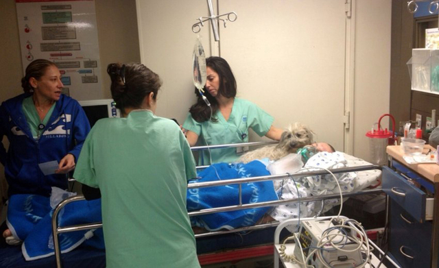 以色列男子患病住院 寵物犬不離不棄守在病床上
