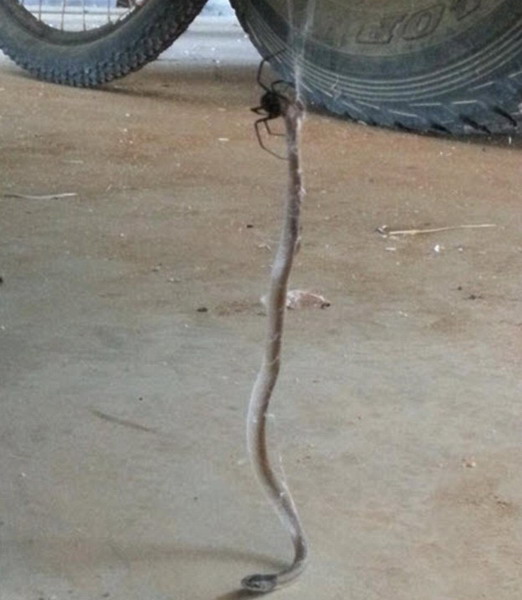 澳洲蜘蛛大战毒蛇 蛇被蛛丝拖进巢穴