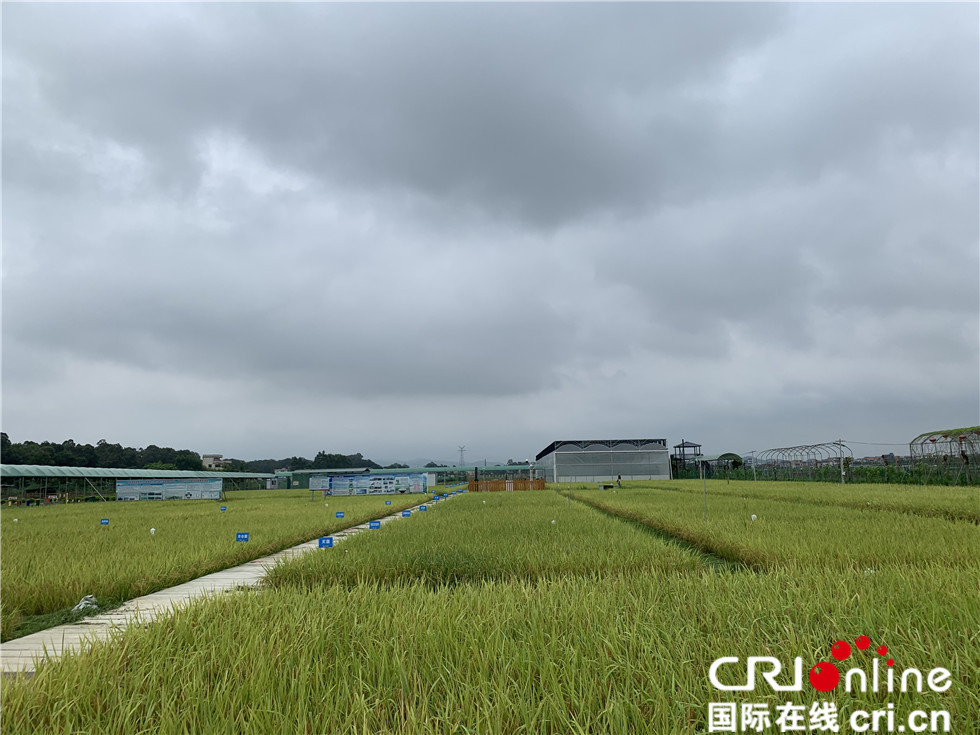 פארק התעשייה החקלאי המודרני מוביל להתחדשות בכפרים בגואנגדונג