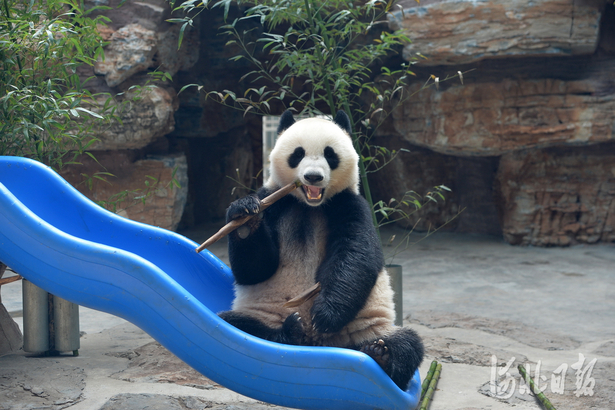 大小朋友們快來看！國慶假期河北石家莊市動物園將迎來新面孔