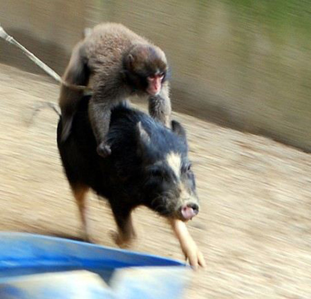 盤點動物界異類“搭便車” 猴子騎豬引人爆笑