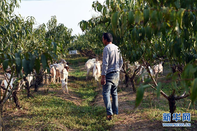 गरिबबाट लोकप्रिय पशुपालकसम्म