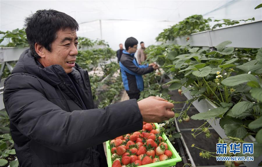 陕西华州：发展特色农业促增收