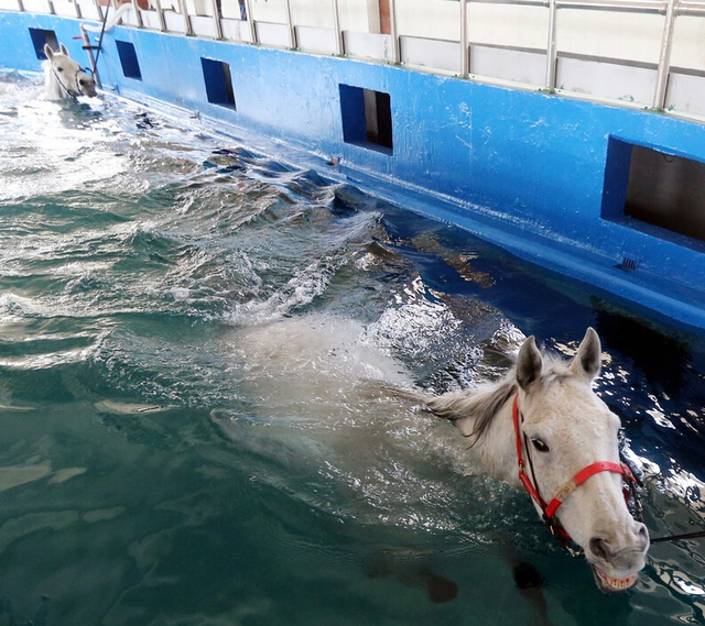 韩国1千匹赛马用游泳做体能训练