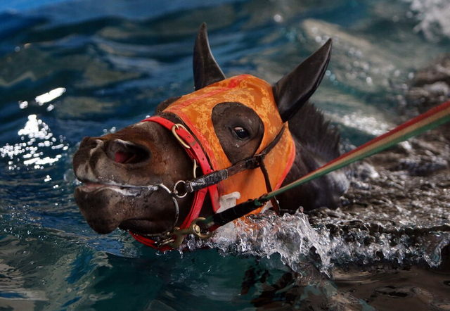 韩国1千匹赛马用游泳做体能训练