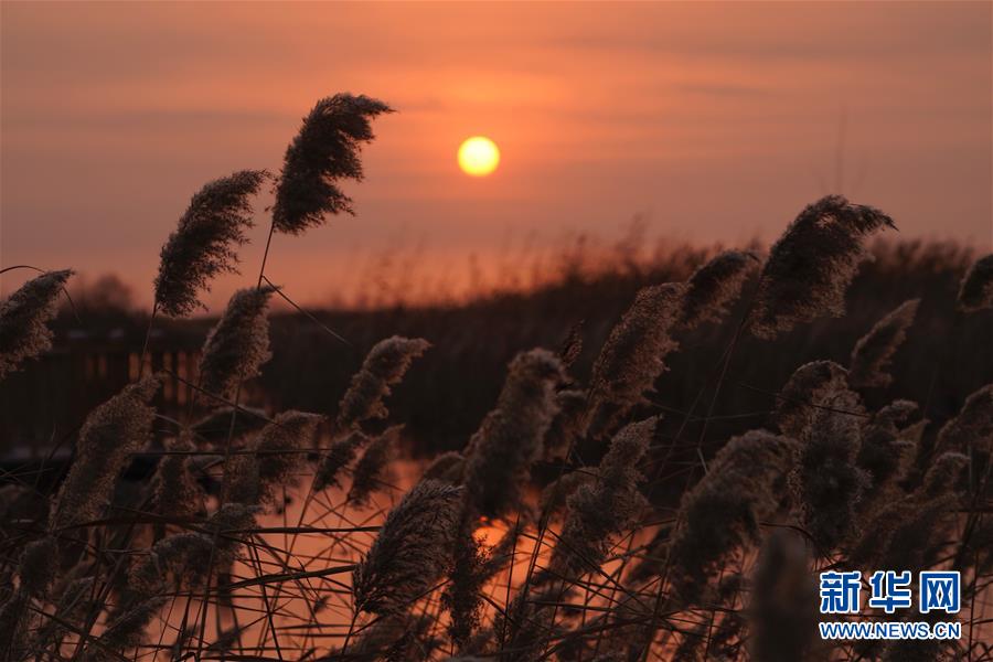 河北白洋淀日出