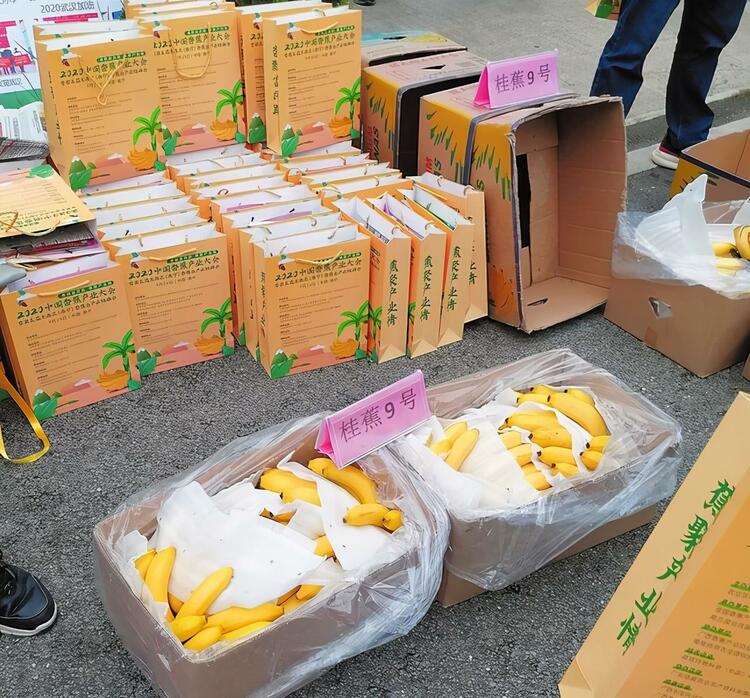 2020中国香蕉产业大会在南宁隆安县举行 广西香蕉平均亩产量列全国第一