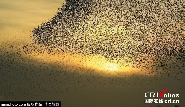 以色列成千上萬灰瓊鳥起舞 輝映日落場面壯觀