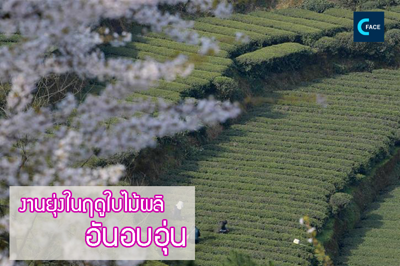 图片默认标题_fororder_04