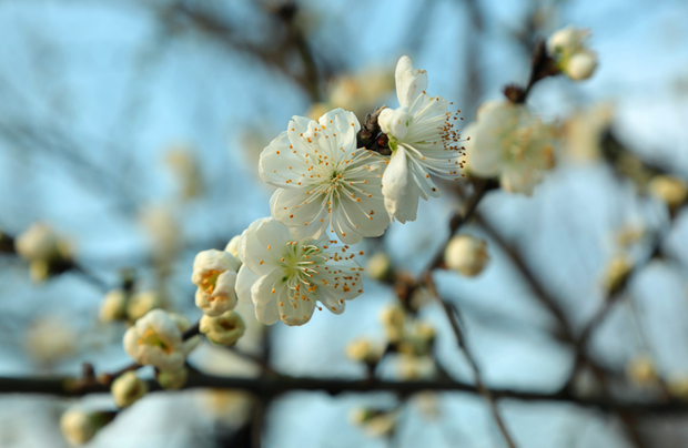 桃花报春 上海植物园下周进入早桃花盛花期