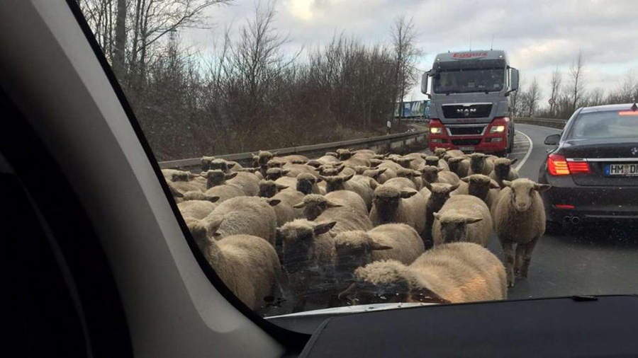 德国上百只绵羊公路“漫步”，旁若无人阻塞交通。