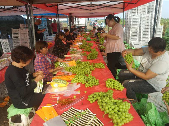 【B】河南汝州：小葡萄 大产业 带贫增收促发展