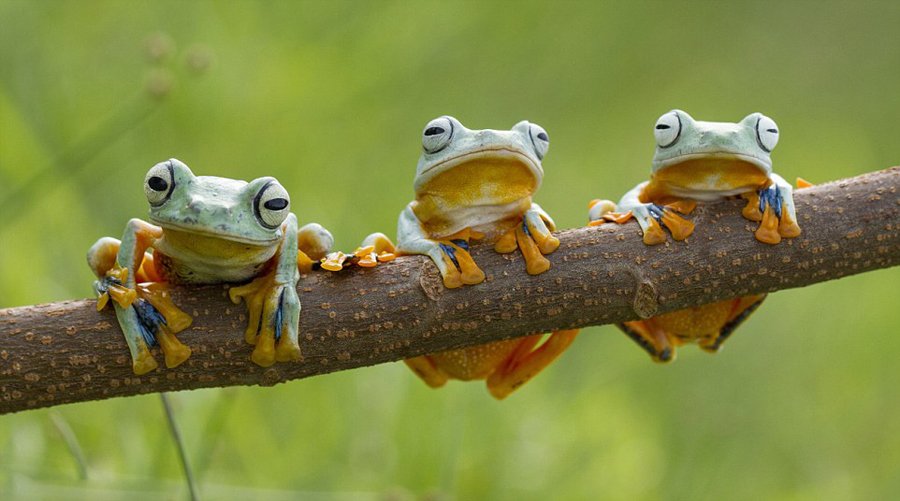 三只树蛙分开排排坐，镜头感还不错哦。
