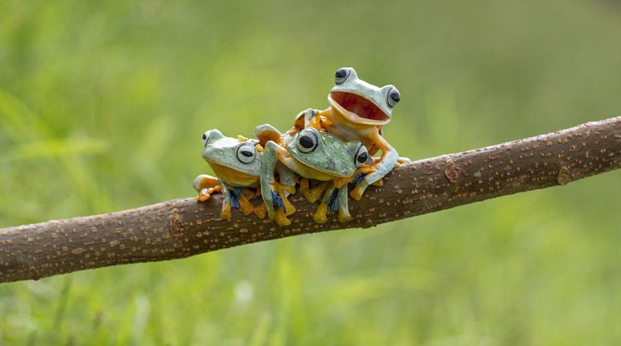 　摄影师Hendy Mp在印度尼西亚拍到了三只树蛙“叠罗汉”的搞笑画面。