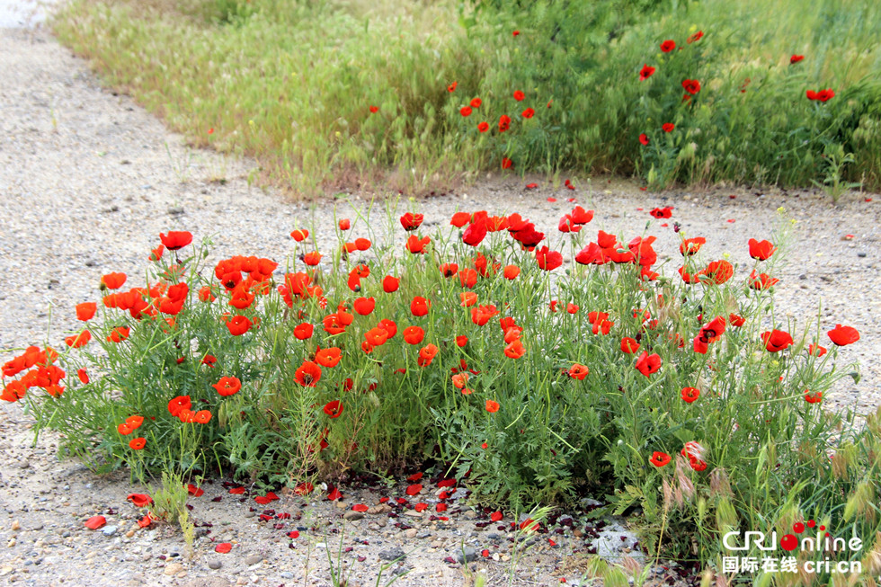 图片默认标题_fororder_00041-撒马尔罕市郊一景-德国-Helmut Matt_副本